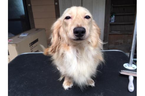 販売中のカニンヘンダックスフンド(ロングヘアード)の親犬